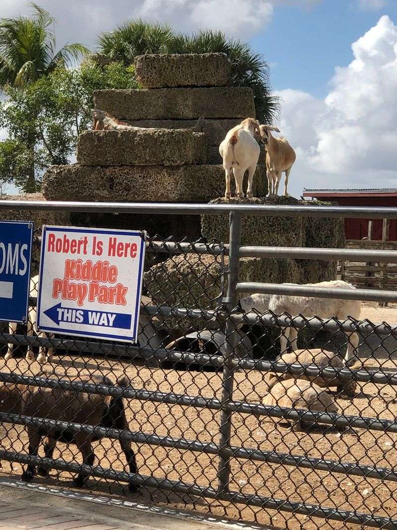 Goats, Emus, and Giant Tortoises Out Back