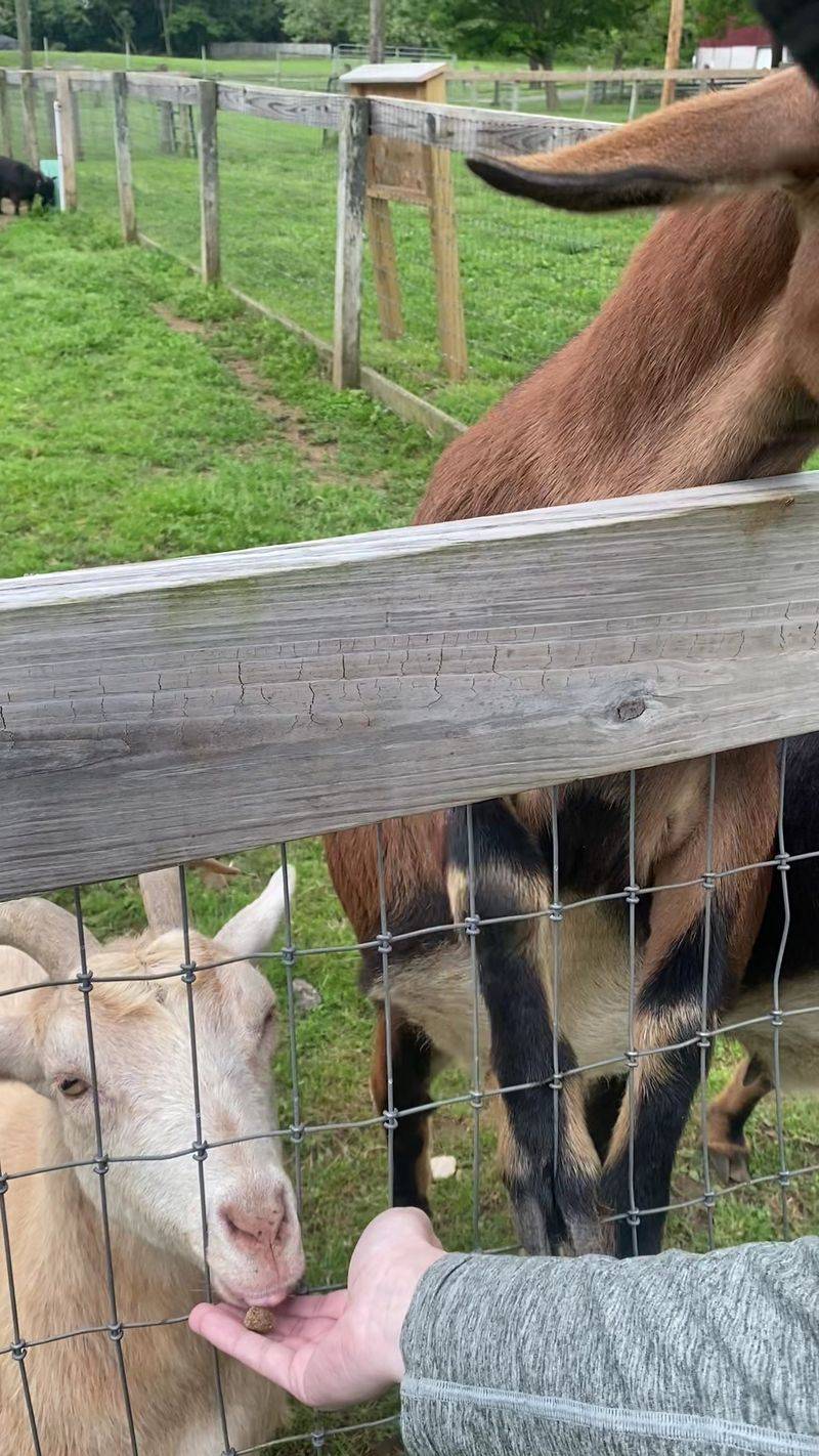 Goats, Hayrides, and a Giant Slide Goats, Hayrides, and a Giant Slide