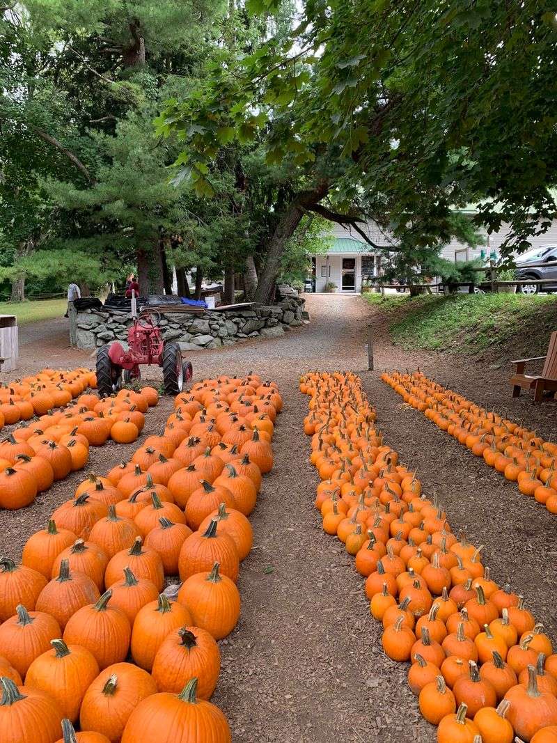 Goats, Pumpkins, and Small-Kid Favorites Goats, Pumpkins, and Small-Kid Favorites