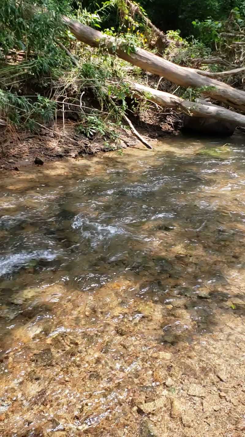 Gold in Them Thar Creek Beds