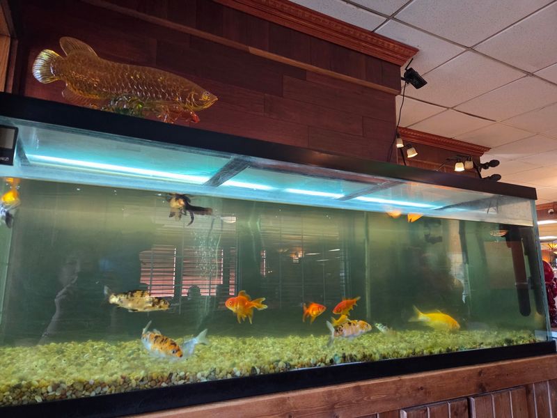 Golden Buddha and a Famous Fish Tank
