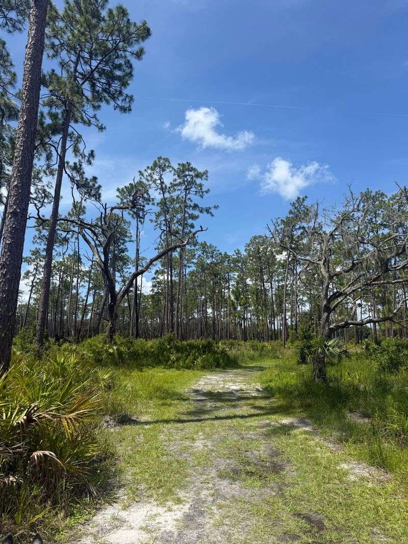 Gopher Tortoises and Woodland Wanderings
