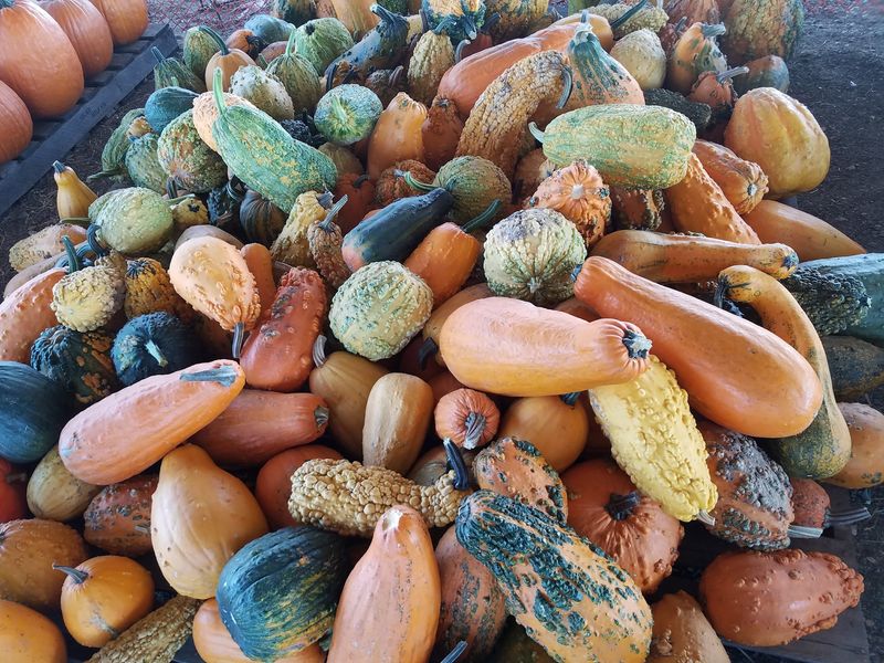 Gourds, Vendors and Fair-Style Snacks