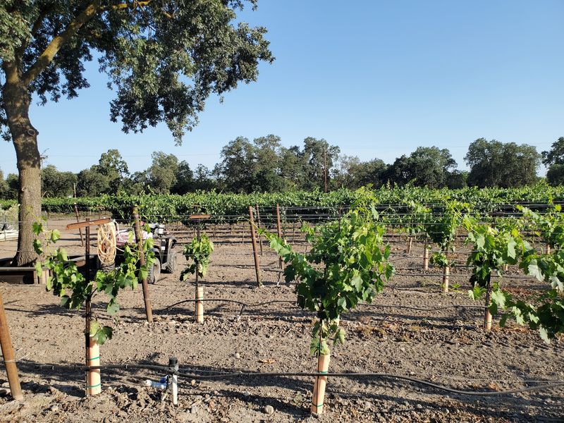 Grapevines Instead of Price Tags