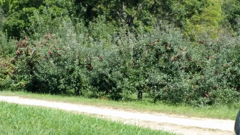 Gravert's Apple Basket Orchard, Sabula, IA