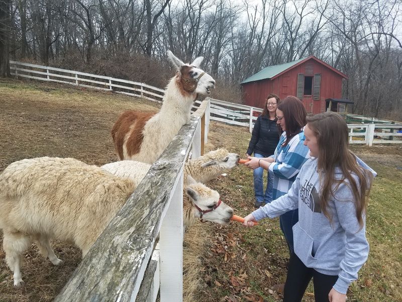 Grounds, Gardens, And A Few Alpacas