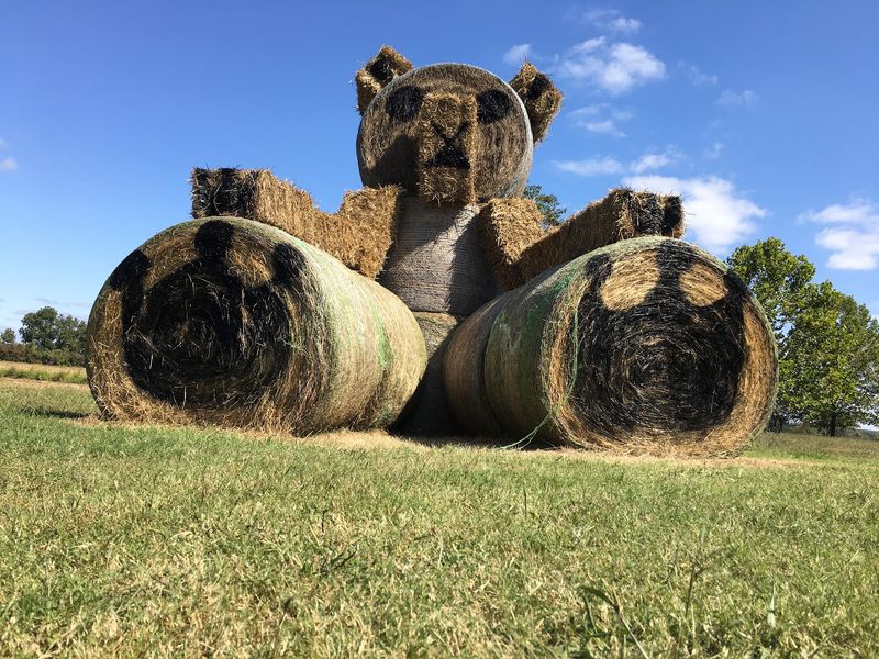 Hay Rides Across Open Land