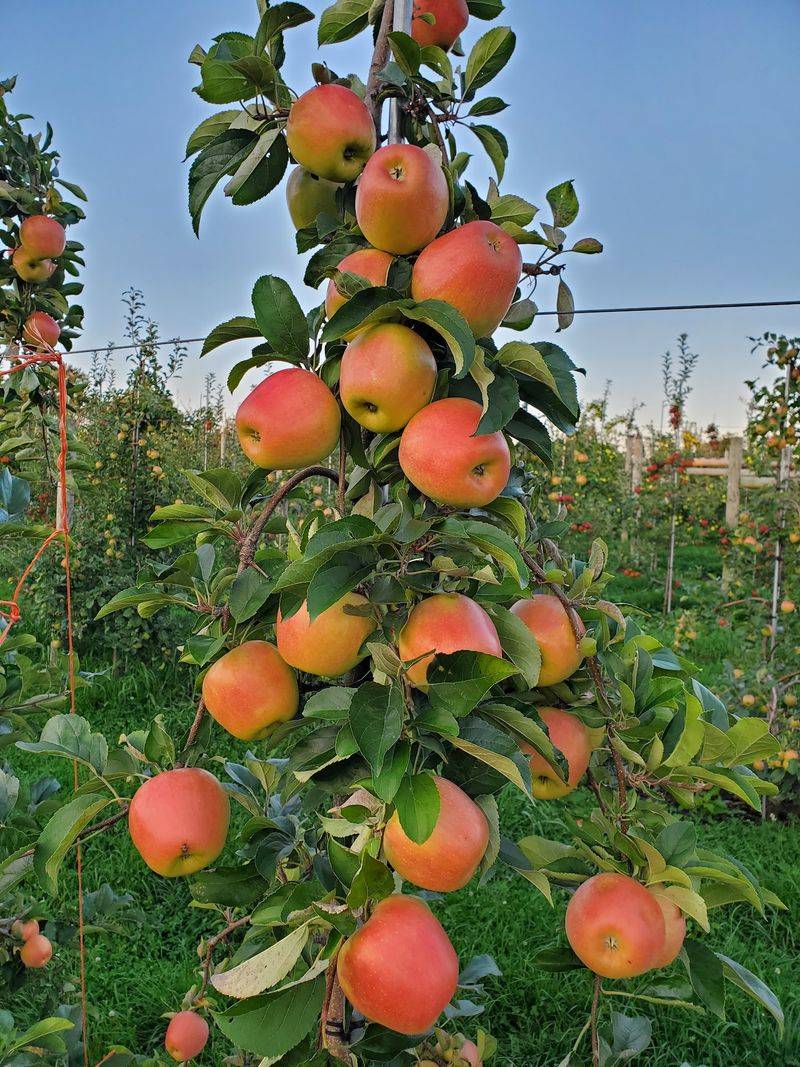 Hidden Gem Orchard, Southbury, CT