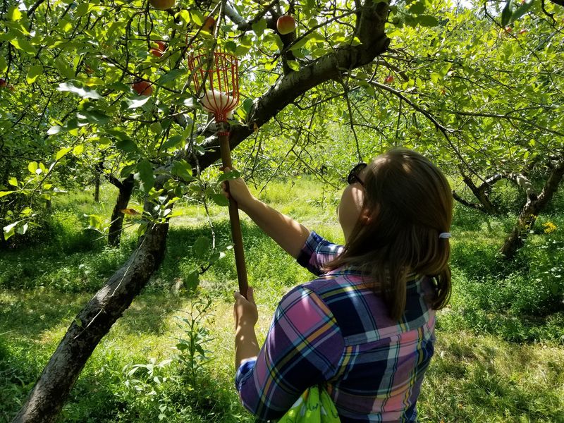 Hidden Hollow Orchard, Louisville, KY Hidden Hollow Orchard, Louisville, KY