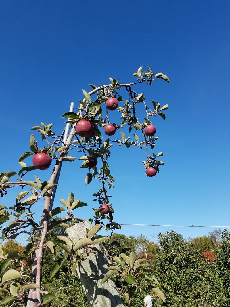 Holmberg Orchards, Gales Ferry, CT