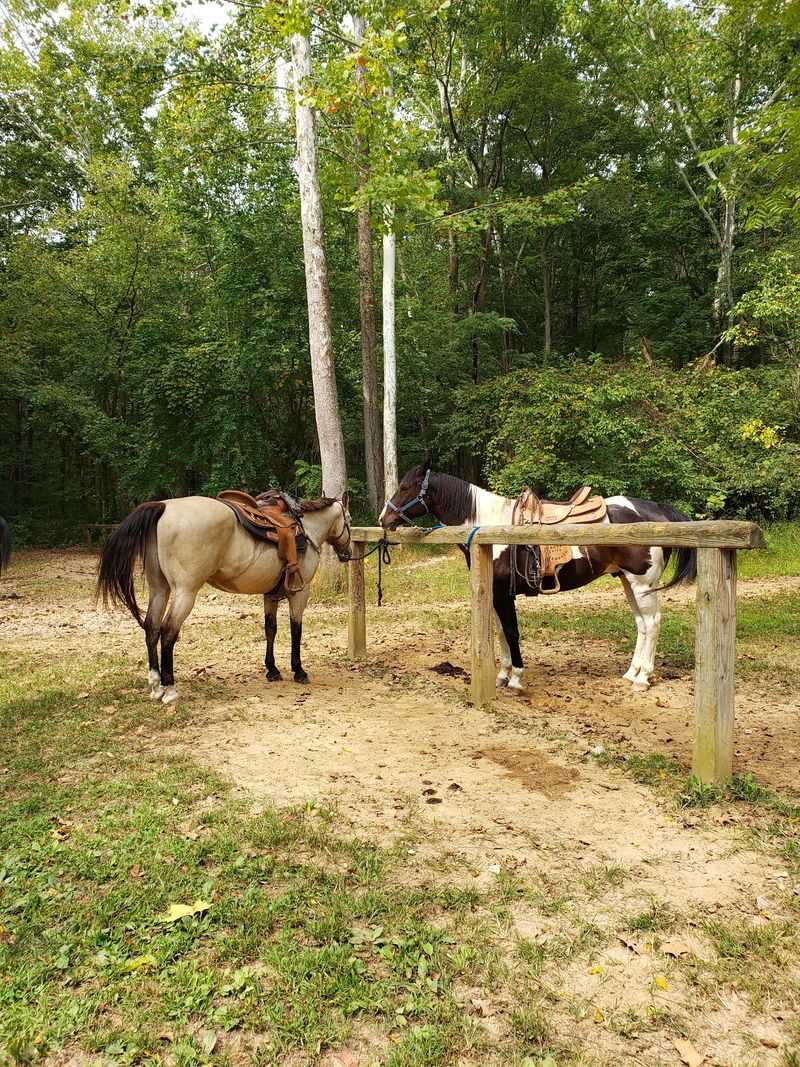 Horses Welcome Here Horses Welcome Here