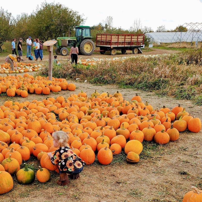 Jacobs' Family Orchard, New Castle, IN