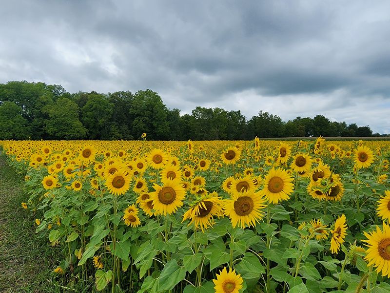 Jacobs' Family Orchard, New Castle, IN