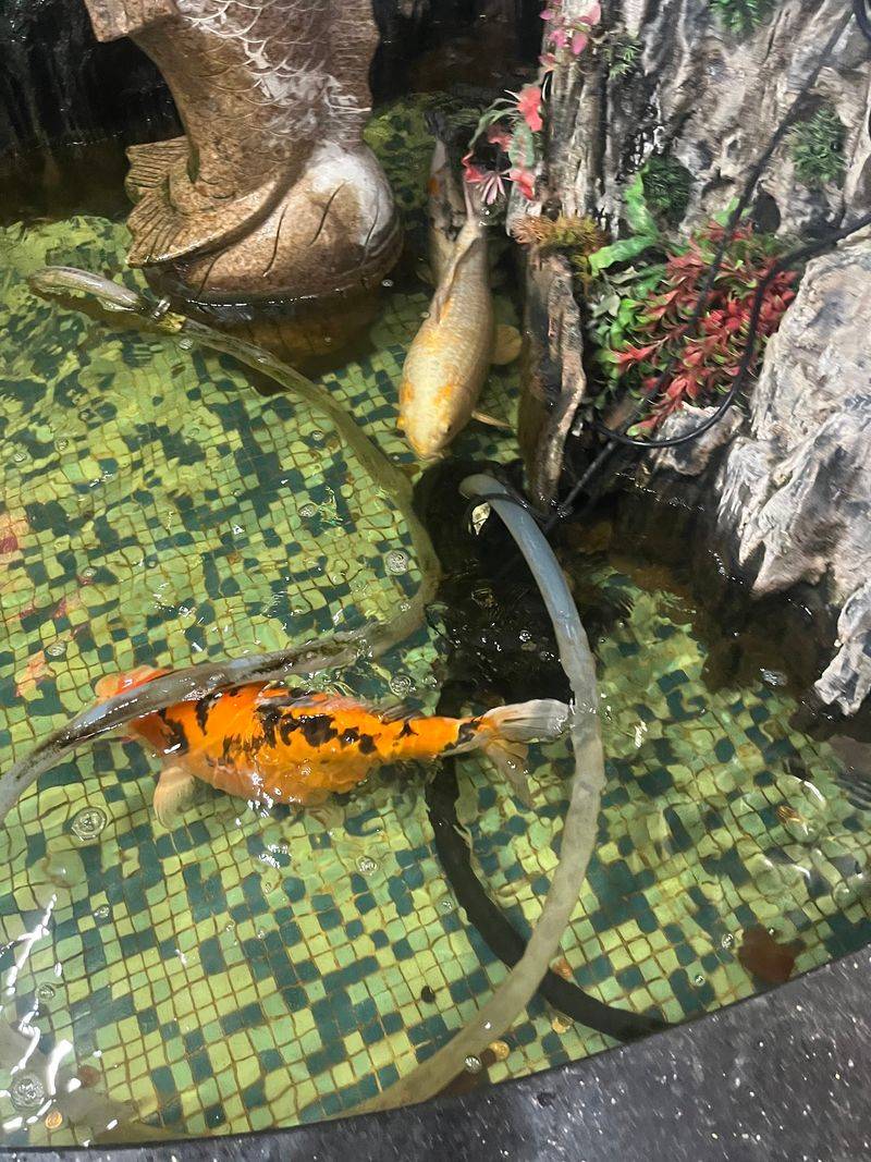 Koi Fish at the Front Door