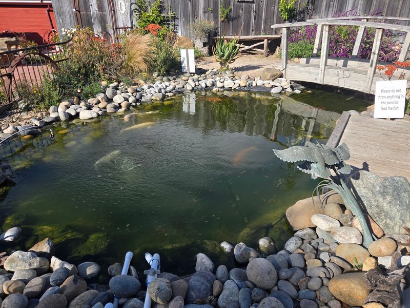 Koi, a Garden and a Friendly Cat