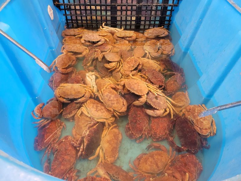 Live Crab and the Seasonal Waiting Game