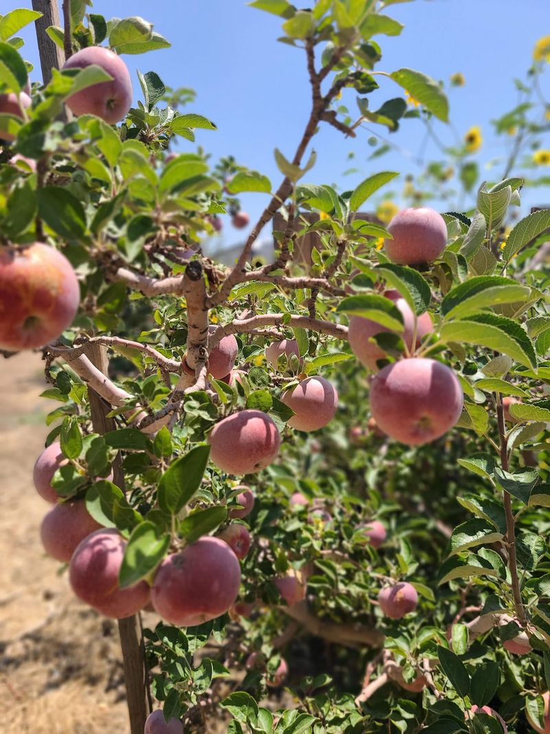 Los Rios Rancho, Yucaipa, CA