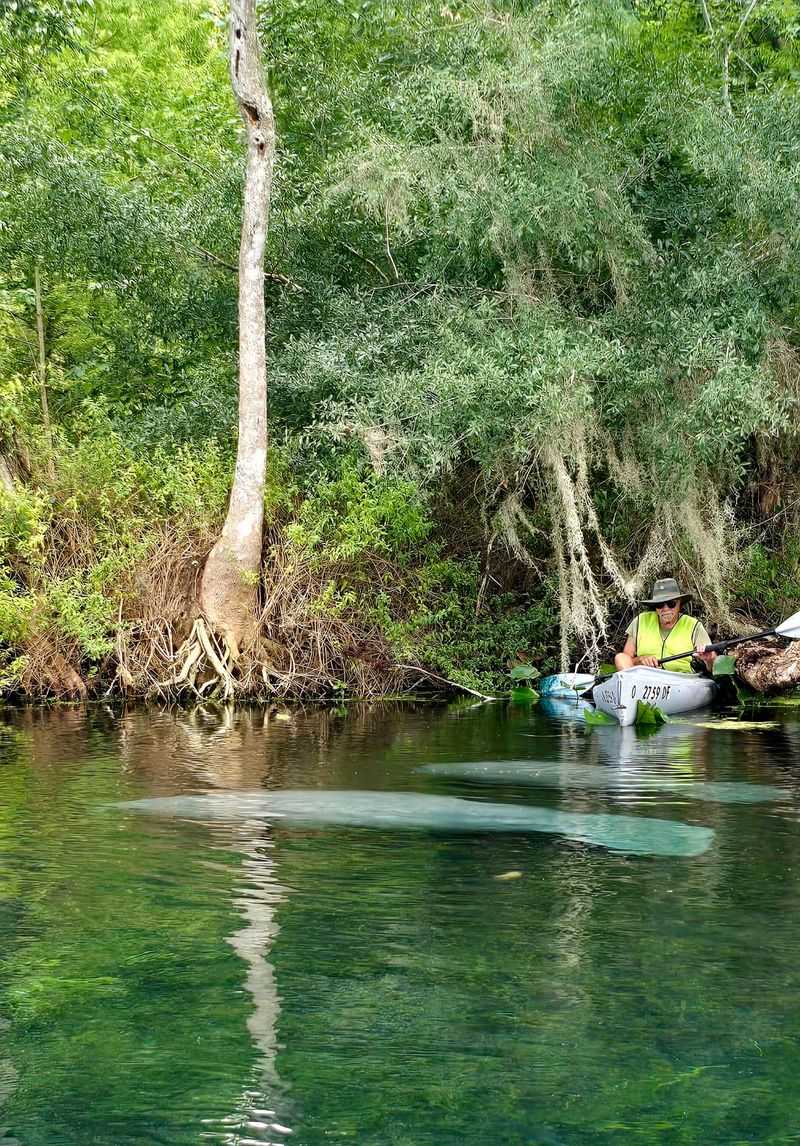 Manatees, Otters, and Other Neighbors