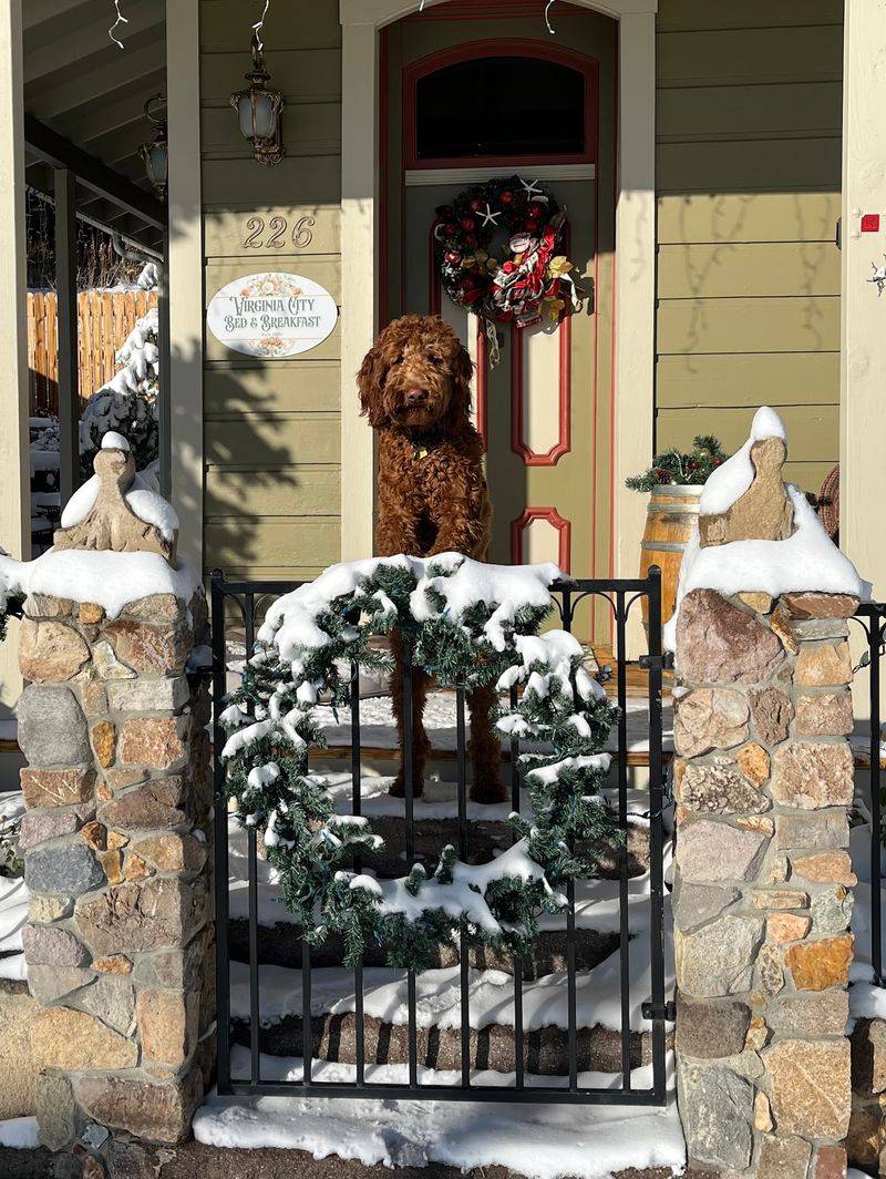 Meet Archie, the Four-Legged Greeter