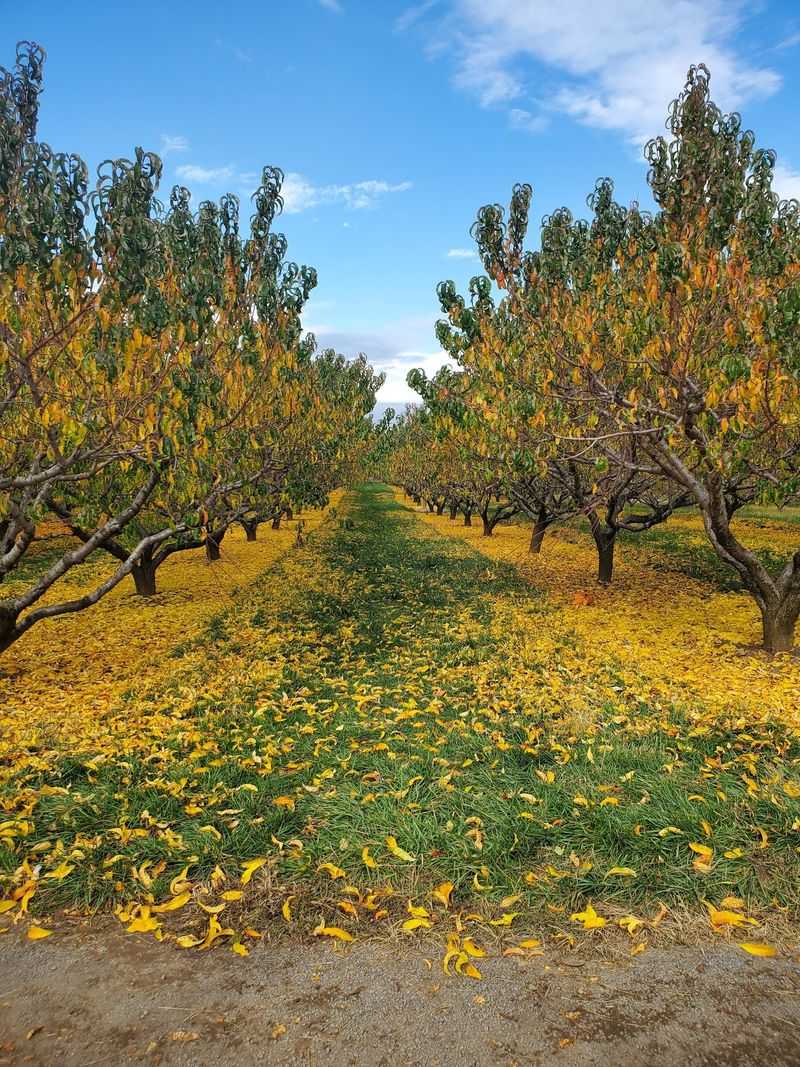 Melick's Town Farm - Califon Orchards, Califon, NJ