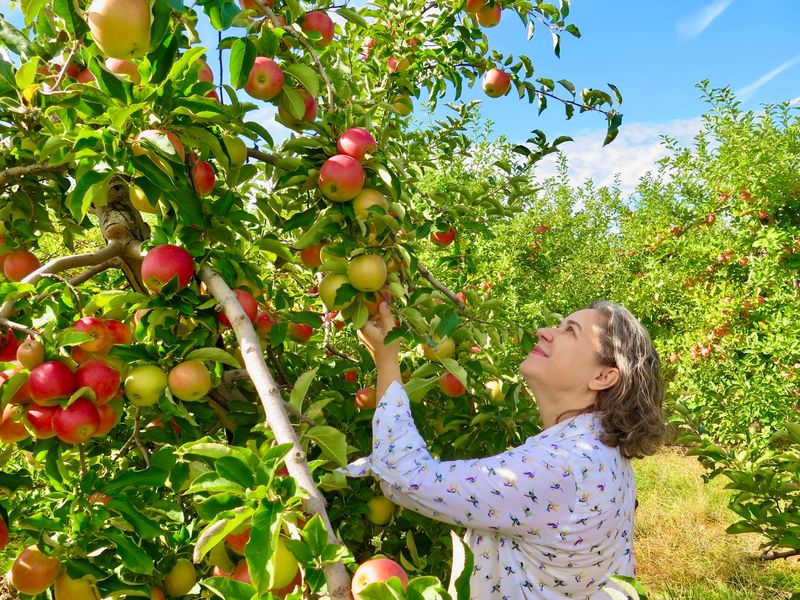 Melick's Town Farm - Oldwick Cider Mill & Orchard, Oldwick, NJ