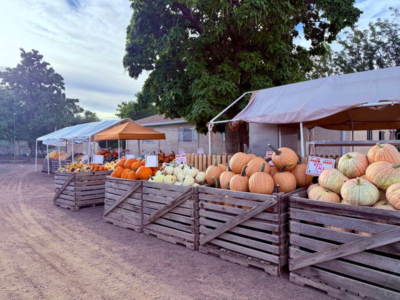 Melons, Pumpkins and Surprising Finds