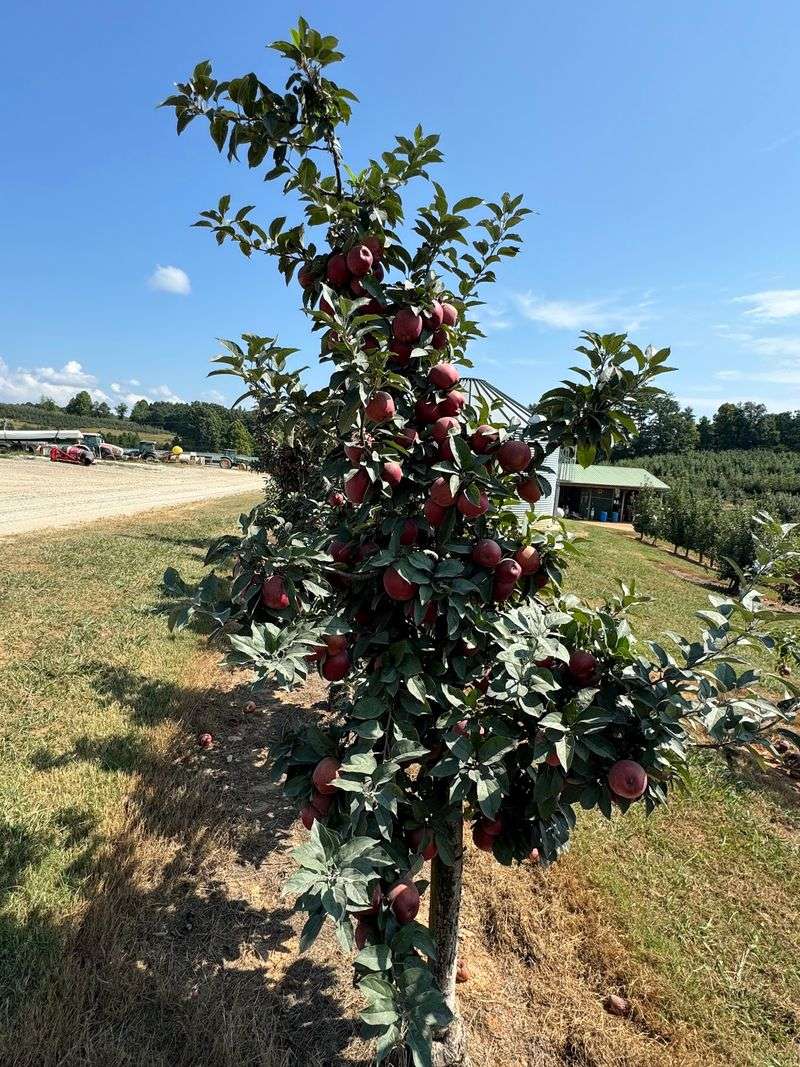 Mercier Orchards, Blue Ridge, GA
