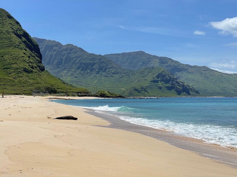 Monk Seals Resting On The Sand Monk Seals Resting On The Sand
