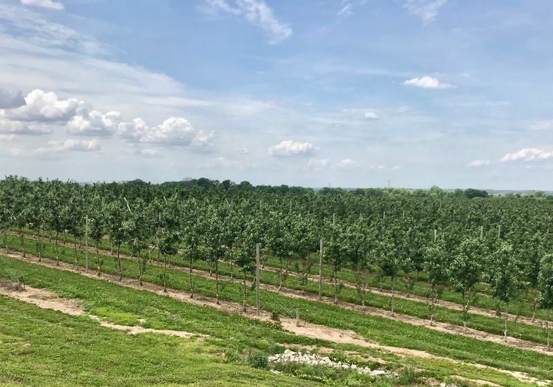 More Orchard Than Restaurant
