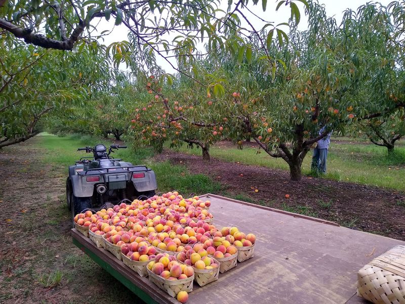 Mountain View Orchards, Chilton County, Alabama