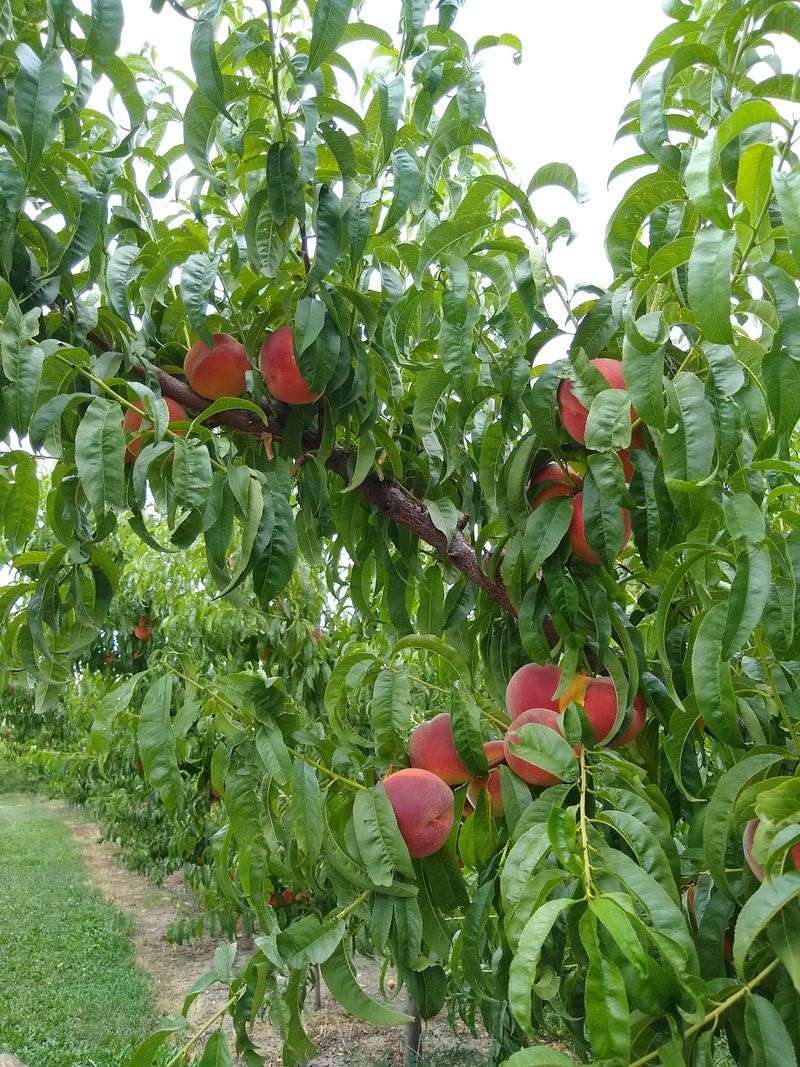 Mt. Lincoln Peach Co, Palisade, CO