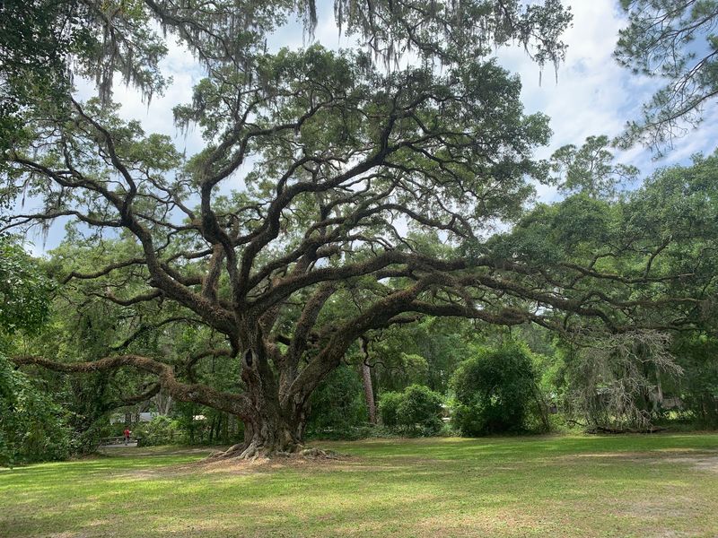 Oaks Older Than the Battle