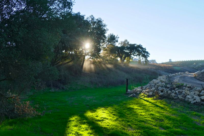 Olive Groves And Quiet Country Olive Groves And Quiet Country