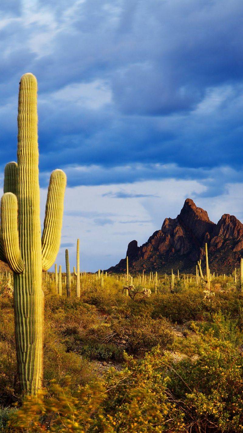 Organ Pipe Cactus Next Door