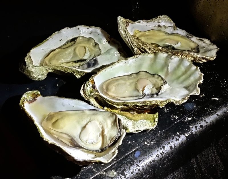 Oysters Shucked While You Wait