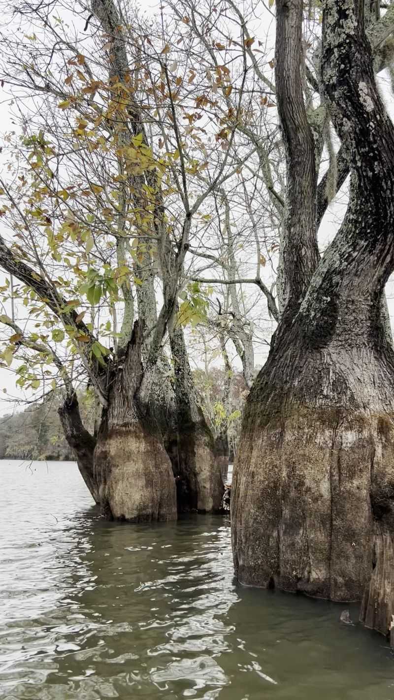 Paddling Through The Tree Maze