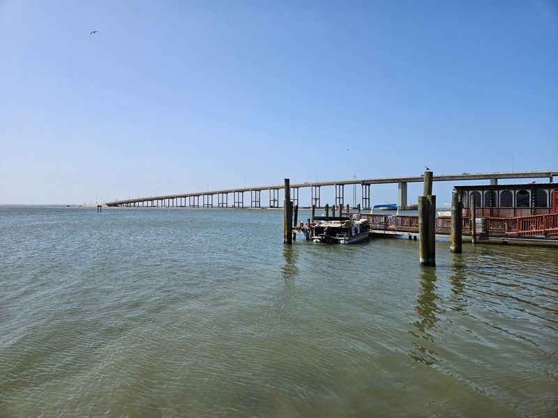 Pelicans, Gulls, and Dolphin Neighbors