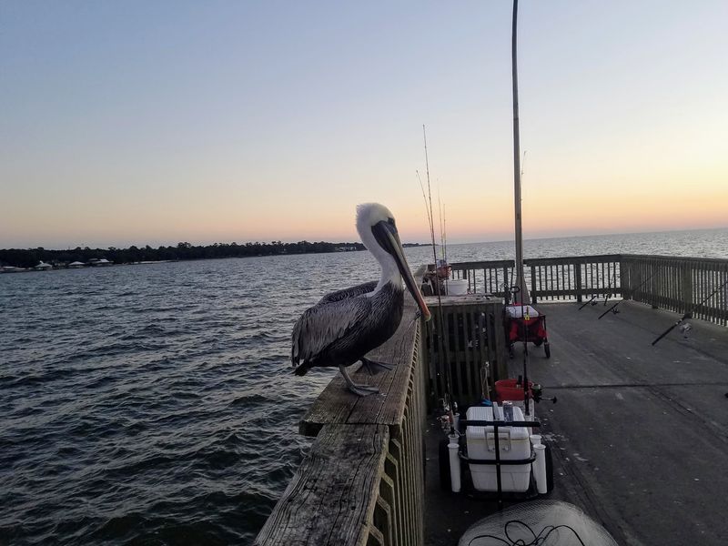 Pelicans With Front Row Seats