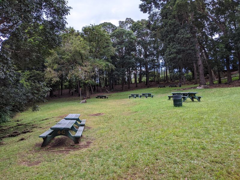 Picnic Spots and Feral Chicken Company