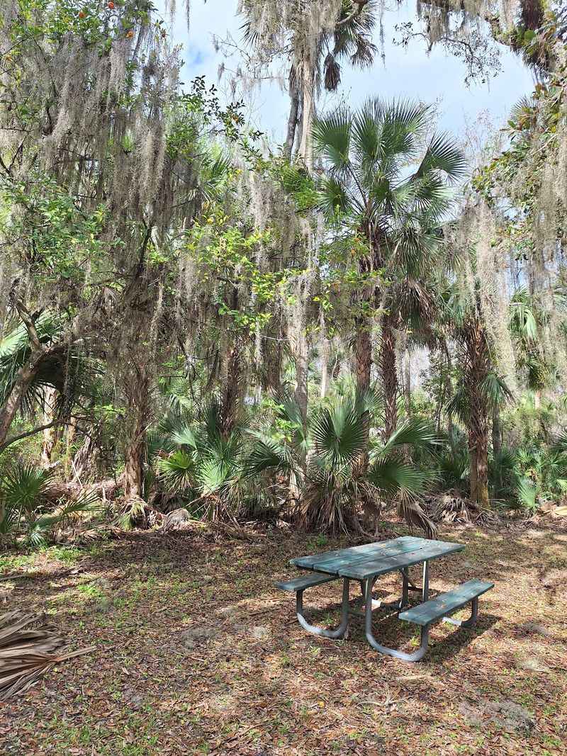 Picnic Tables Under the Canopy