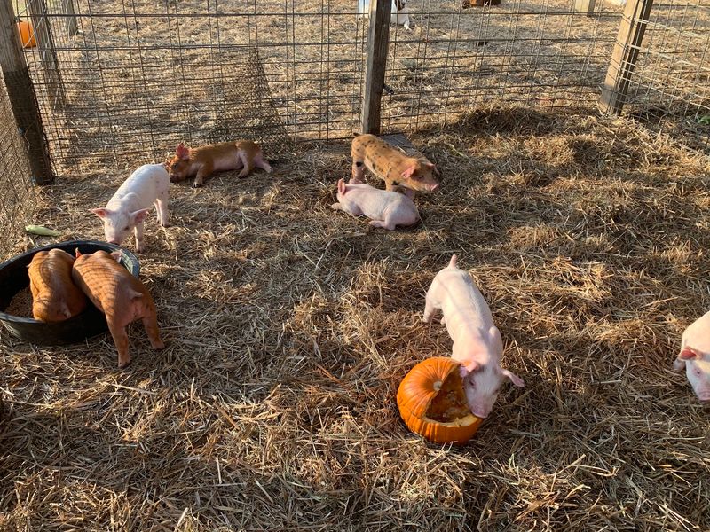 Pig Races, Animals, and Barnyard Charm Pig Races, Animals, and Barnyard Charm
