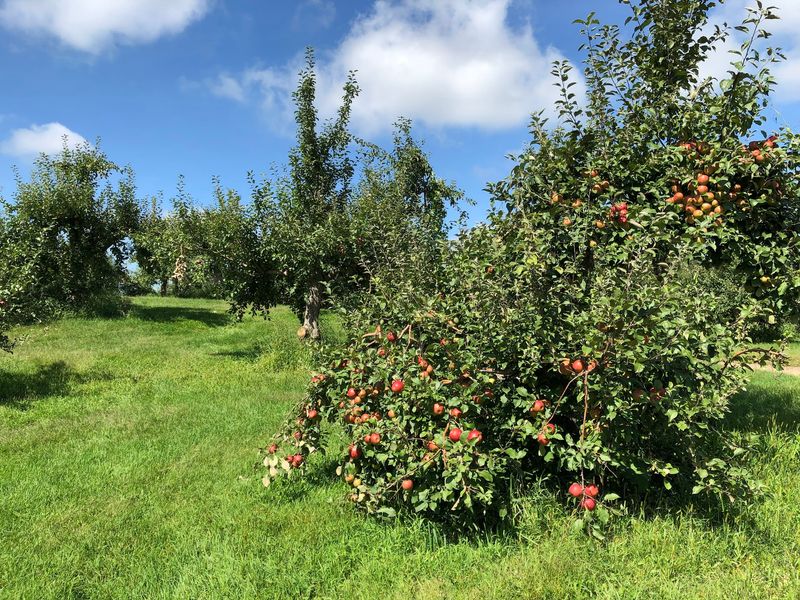 Pine Tree Apple Orchard, White Bear Lake, MN