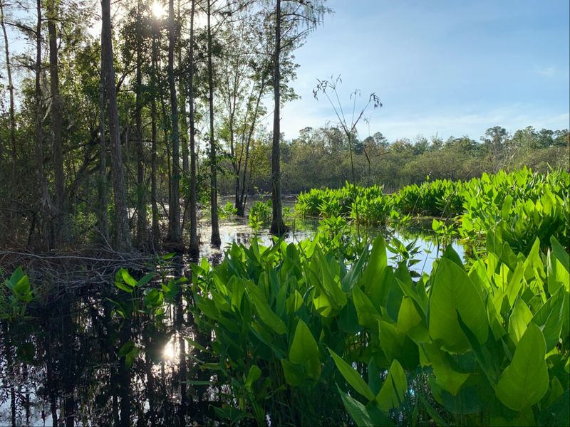 Planning a Morning in the Swamp