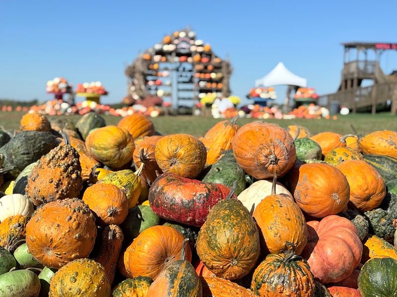 Pumpkin Patch Season Pumpkin Patch Season