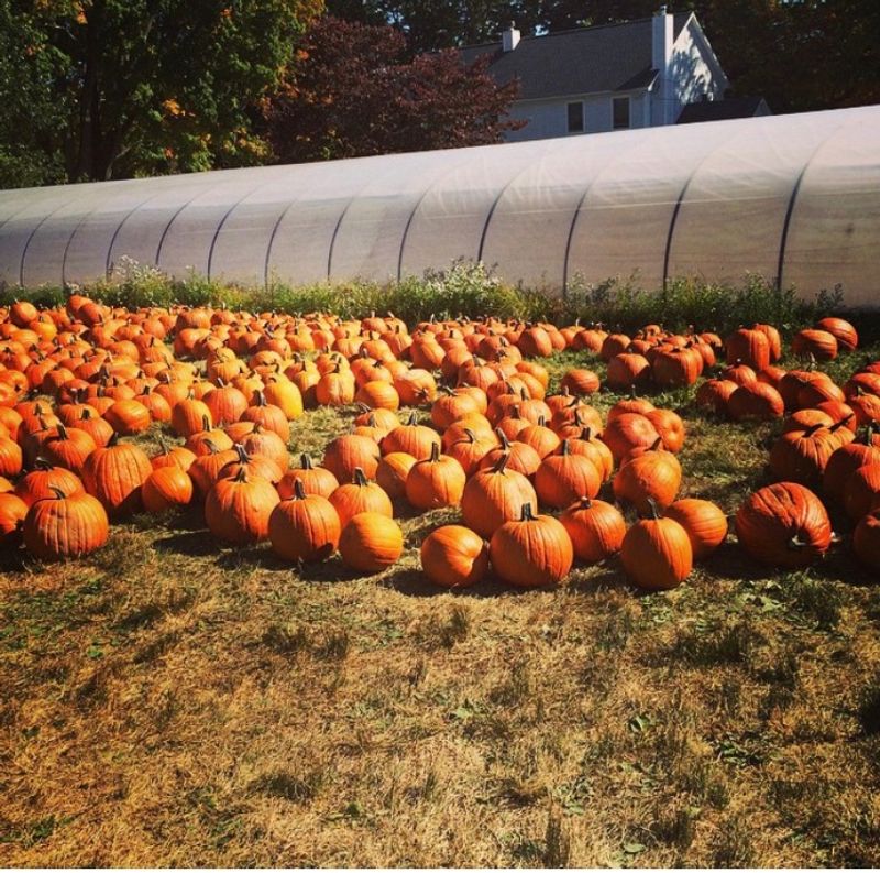 Pumpkins, Hayrides, and a Corn Maze