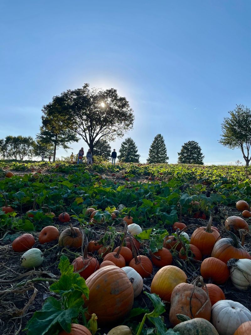 Pumpkins, Mazes, and a Pond Full of Turtles Pumpkins, Mazes, and a Pond Full of Turtles
