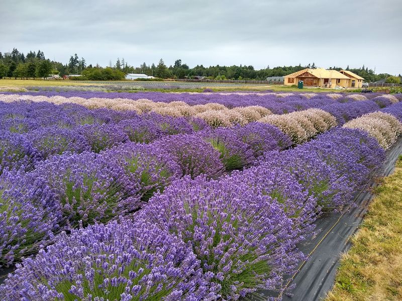 Purple Rows and a Summer Celebration Purple Rows and a Summer Celebration