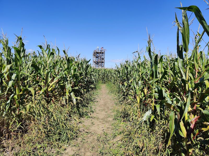 Puzzles Hidden Inside the Stalks