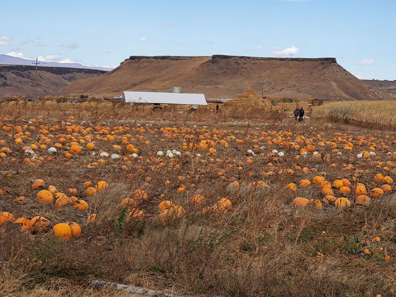 Quey's Farm, Mountain Home, ID
