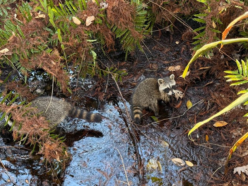 Raccoons and a Summer Orchid